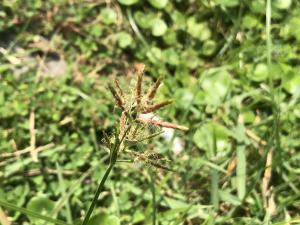 香附子 (香頭草)