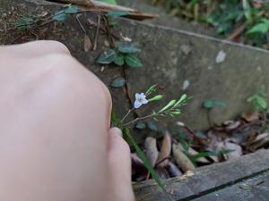 鐘花草 (鐘刺草)