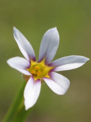 鳶尾葉庭菖蒲