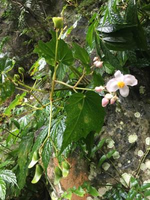 水鴨腳秋海棠