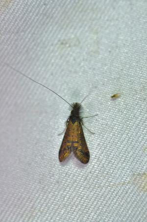 Nemophora sp.