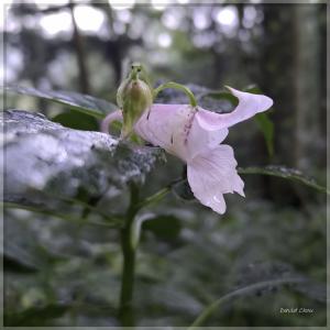 紫花鳳仙花