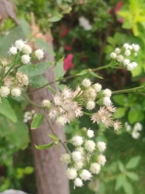 勝紅薊 (藿香薊)