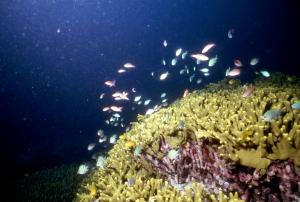 藍身絲鰭鸚鯛 (Cirrhilabrus cyanopleura) & Pomacentrus nigromanus