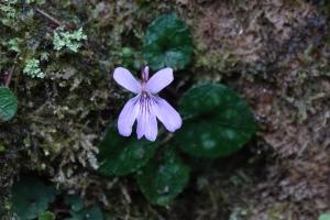 台灣菫菜