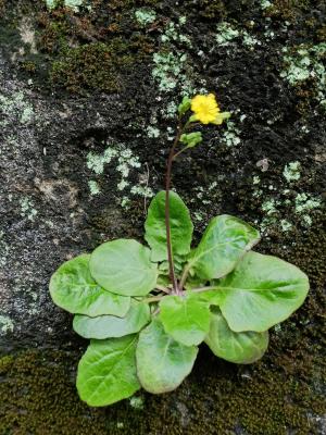 黃鵪菜