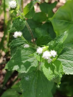 勝紅薊 (藿香薊)