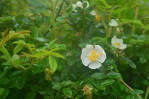 高山薔薇