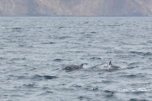 長吻飛旋海豚