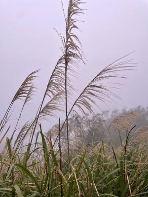 芒 (茅丁)