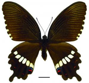 Papilio polytes polytes Linnaeus, 1758 (f. mandane) (f. mandane) 玉帶鳳蝶(白帶型)