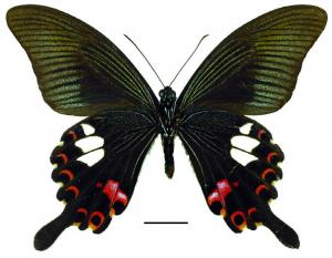 Papilio helenus helenus Fruhstorfer, 1758 白紋鳳蝶