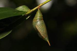 鳳眼方環蝶