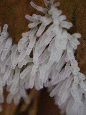 Ceratiomyxa fruticulosa var. descendens(鵝絨黏菌之單枝變種)