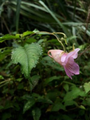 紫花鳳仙花