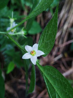 雙花龍葵