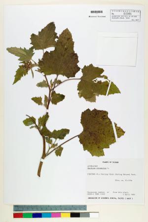 Xanthium strumarium L._標本_BRCM 7221