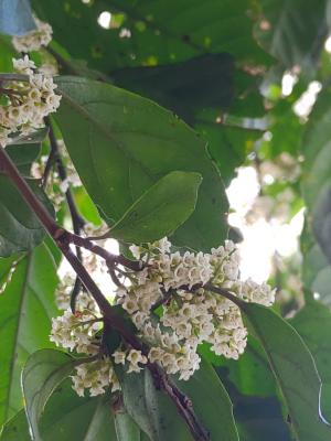 臺灣山桂花