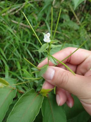 黑龍江柳葉菜