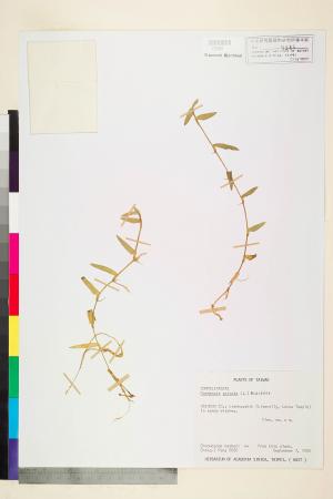 Murdannia spirata (L.) Brückn._標本_BRCM 5980