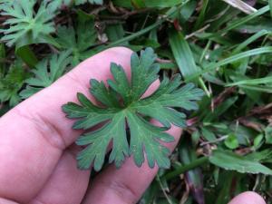 野老鸛草