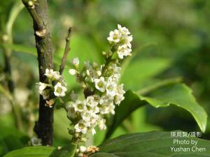 臺灣山桂花