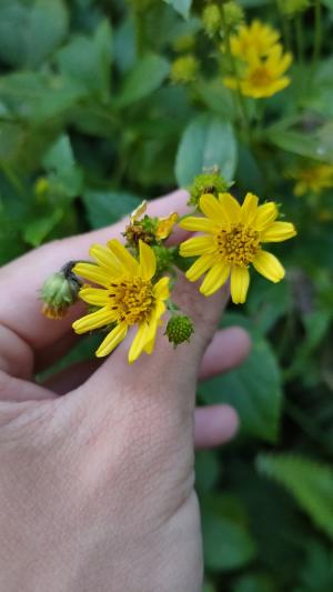 雙花蟛蜞菊