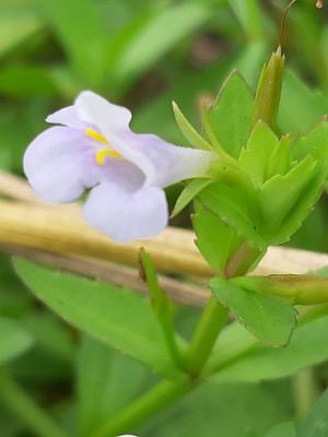 泥花草