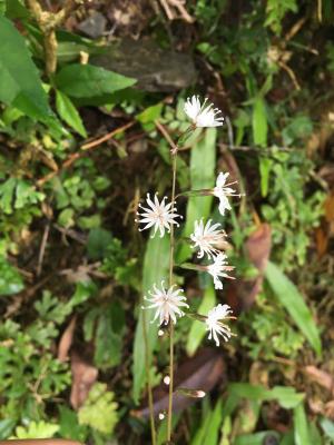 阿里山鬼督郵