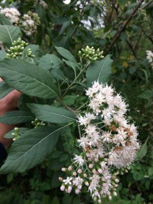 南非葉 (扁桃斑鳩菊)