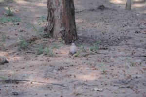 珠頸斑鳩