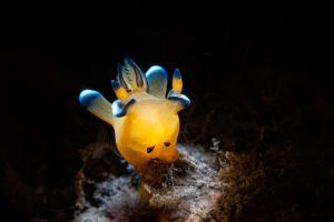 Pikachu Nudibranch