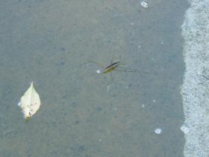 Giant Water Strider