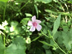 地桃花 (肖梵天花)