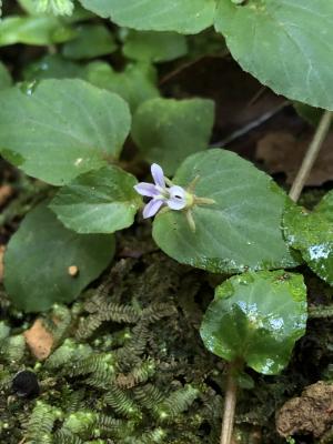 圓葉山梗菜