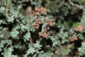 Cladonia ramulosa(麩皮石蕊)