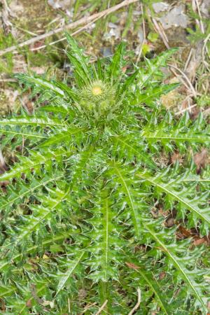 阿里山薊