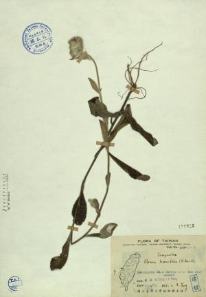 Blumea hieraciifolia (D. Don) DC._標本_BRCM 4359