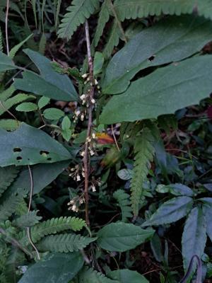 山桂花