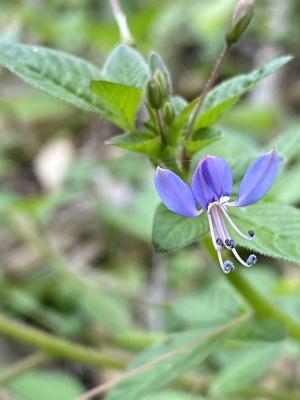 皺子白花菜