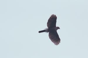 鳳頭蒼鷹(台灣亞種)