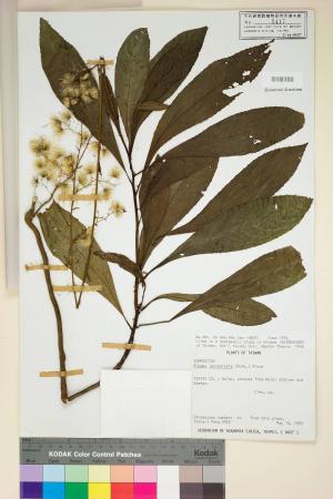 Blumea lanceolaria (Roxb.) Druce_標本_BRCM 3731