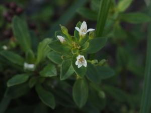 茅毛珍珠菜