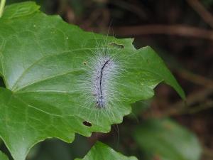 閃光苔蛾