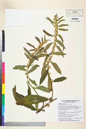 Carpesium abrotanoides L._標本_BRCM 7563