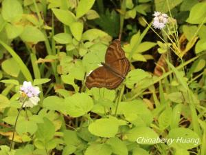 Chocolate Pansy