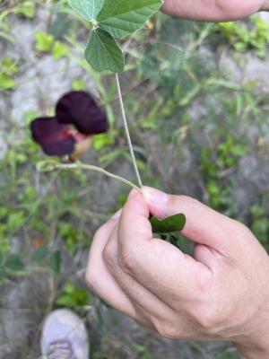 賽芻豆