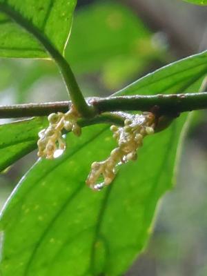 山桂花