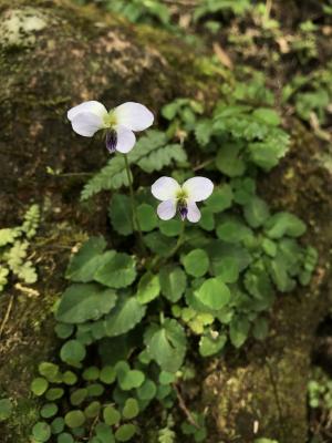 台北堇菜