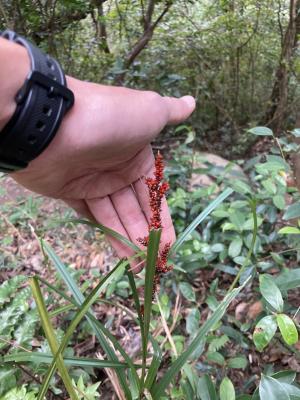 紅果薹